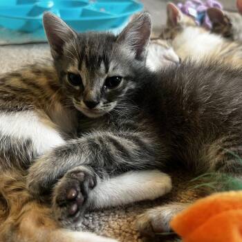 Domestic Short Hair Cats Available for Adoption in Austin, Texas - Qaden 5 | PetCurious