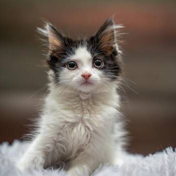 Nani -  Domestic Long Hair Cat for Adoption in Gainesville, Georgia - Nani | PetCurious