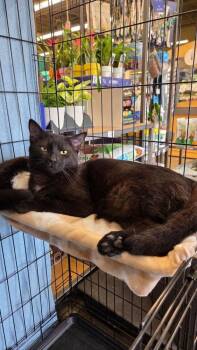 Domestic Short Hair Cats Available for Adoption - Bobby | PetCurious