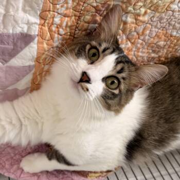 Lil Rascal -  Domestic Medium Hair Cat for Adoption in St. Louis, Missouri - Lil Rascal | PetCurious