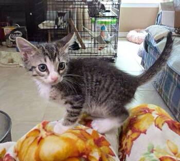 Oakley -  Tabby Cat Available for Adoption in Magnolia Springs, Alabama - Oakley | PetCurious