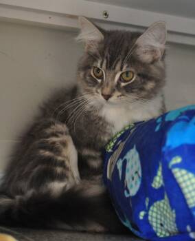 Maddie -  Domestic Medium Hair Cat for Adoption in Indiana, Pennsylvania - Maddie | PetCurious