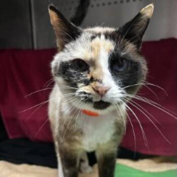 Domestic Short Hair Cats Available for Adoption in Oakland, California - Princess | PetCurious