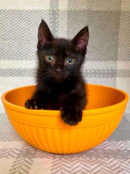 Jimothy -  Domestic Short Hair Cat for Adoption in Milton, Delaware - Jimothy | PetCurious