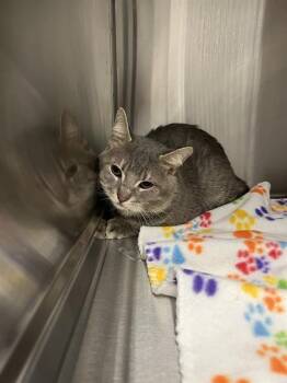KEVIN -  Domestic Short Hair Cat for Adoption in Indianapolis, Indiana - KEVIN | PetCurious