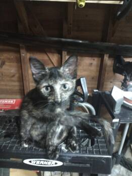 Little Rosie -  Domestic Short Hair Cat for Adoption in San Antonio, Texas - Little Rosie | PetCurious