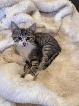 Robbie - CCC -  Tabby and Domestic Short Hair Cat for Adoption in San Luis Obispo, California - Robbie - CCC | PetCurious