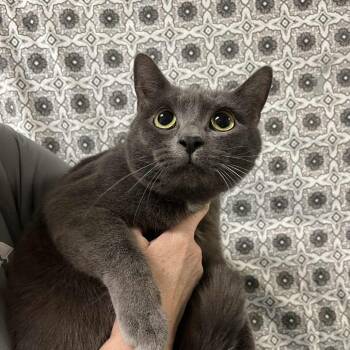 Rescue Domestic Short Hair Cats for Adoption in Lyndhurst, Virginia - Amouage | PetCurious