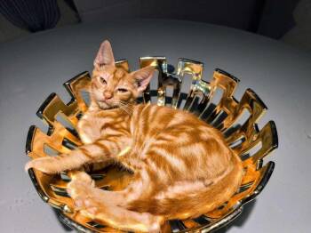 G-lo -  Domestic Short Hair Cat for Adoption in Naranjito, Naranjito - G-lo | PetCurious