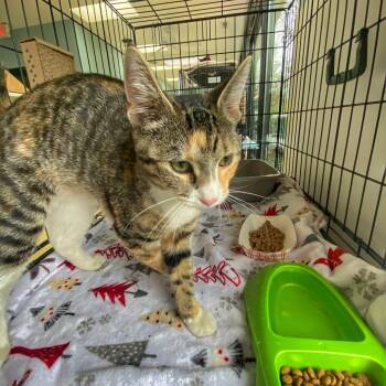 Rescue Domestic Short Hair Cats for Adoption in Riverwoods, Illinois - Smitten | PetCurious