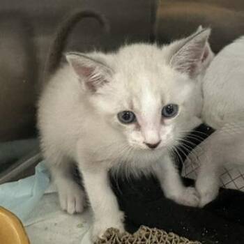 Orion -  Domestic Short Hair Cat for Adoption in Clearwater, Florida - Orion | PetCurious