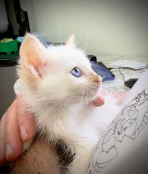 Wesley -  Siamese Cat for Adoption - Wesley | PetCurious