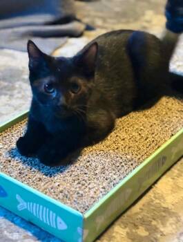 Angus -  Domestic Short Hair Cat for Adoption in West Mifflin, Pennsylvania - Angus | PetCurious