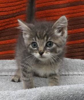 Rescue Domestic Short Hair Cats for Adoption in Thief River Falls, Minnesota - Jones | PetCurious