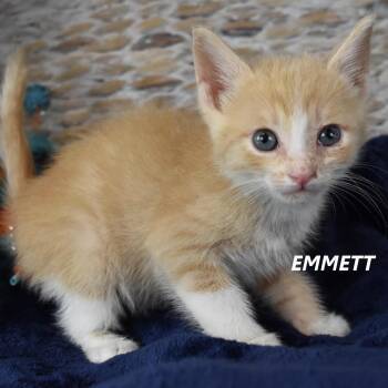 Emmett 54099 -  Domestic Short Hair Cat for Adoption in Las Vegas, Nevada - Emmett 54099 | PetCurious