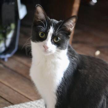 Domestic Short Hair Cats Available for Adoption - Gherkin | PetCurious