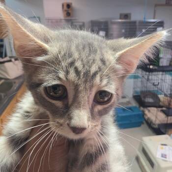 Shoot -  Domestic Short Hair Cat for Adoption in Leander, Texas - Shoot | PetCurious
