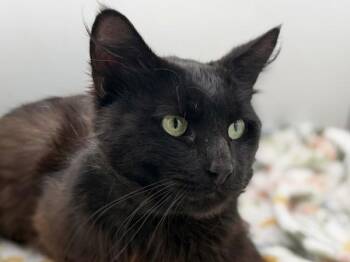 Domestic Medium Hair Cats Available for Adoption in Portland, Oregon - Bebe | PetCurious
