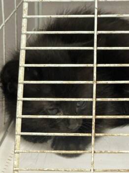 Rescue Domestic Short Hair Cats for Adoption in Hot Springs, Arkansas - Reba | PetCurious