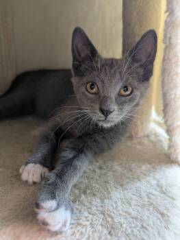 Kawai -  Domestic Short Hair Cat for Adoption in Oviedo, Florida - Kawai | PetCurious