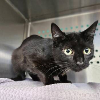 Nugget -  Domestic Short Hair Cat for Adoption in Pittsburgh, Pennsylvania - Nugget | PetCurious