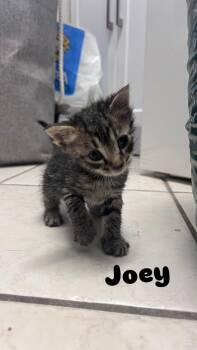 Domestic Short Hair Cats Available for Adoption in Ruskin, Florida - Joey | PetCurious