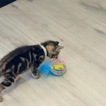 Palmer -  Domestic Short Hair Cat for Adoption in West Palm Beach, Florida - Palmer | PetCurious