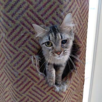Tilly -  Domestic Medium Hair Cat Available for Adoption in Littleton, New Hampshire - Tilly | PetCurious