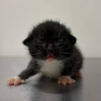 Zip Zap Z2 -  Domestic Short Hair Cat for Adoption in Edinburg, Texas - Zip Zap Z2 | PetCurious
