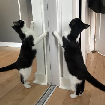 Domestic Short Hair Cats Available for Adoption - Fig | PetCurious