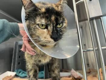 BISCUITS -  Domestic Short Hair Cat for Adoption in Colorado Springs, Colorado - BISCUITS | PetCurious