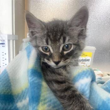 Goose -  Tabby Cat for Adoption in Blackfoot, Idaho - Goose | PetCurious