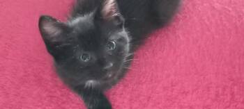 LITTLE BIT -  Domestic Short Hair Cat for Adoption in Pueblo, Colorado - LITTLE BIT | PetCurious