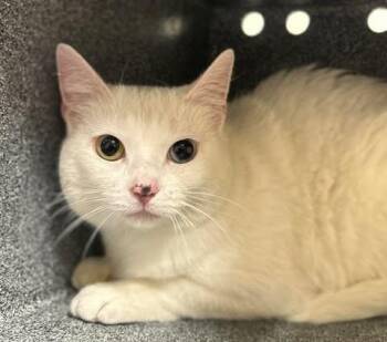 Delilah -  Domestic Long Hair Cat for Adoption in Fruit Heights, Utah - Delilah | PetCurious