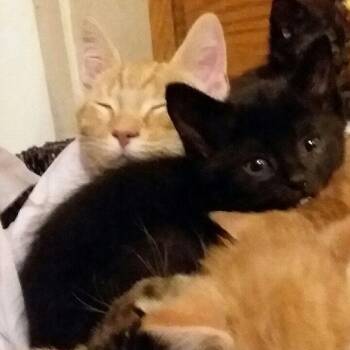 Rescue Domestic Short Hair Cats for Adoption - ACE | PetCurious