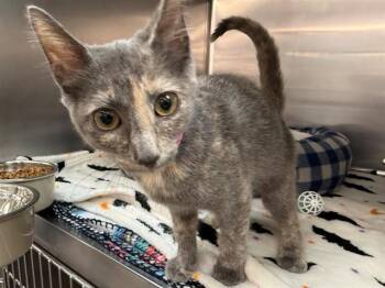 QUESO -  Domestic Medium Hair Cat for Adoption in Brentwood, Missouri - QUESO | PetCurious