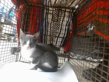 GABRIEL -  Domestic Short Hair Cat for Adoption in Doral, Florida - GABRIEL | PetCurious