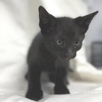 Cobweb -  Domestic Short Hair Cat for Adoption in Bullhead City, Arizona - Cobweb | PetCurious