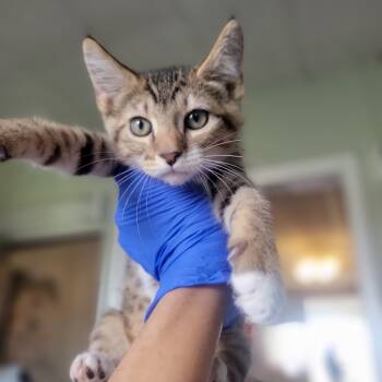 Rescue Domestic Short Hair Cats for Adoption in Troy, Illinois - Bread Sticks | PetCurious