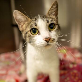 Tara -  Domestic Short Hair Cat Available for Adoption in Twentynine Palms, California - Tara | PetCurious
