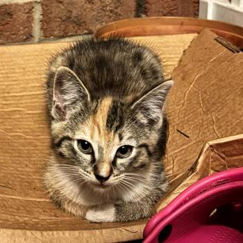 Lysol -  Domestic Short Hair Cat for Adoption in Greensboro, North Carolina - Lysol | PetCurious