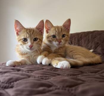 Lily and Jonny -  Domestic Short Hair Cat for Adoption in Ellicott City, Maryland - Lily And Jonny | PetCurious