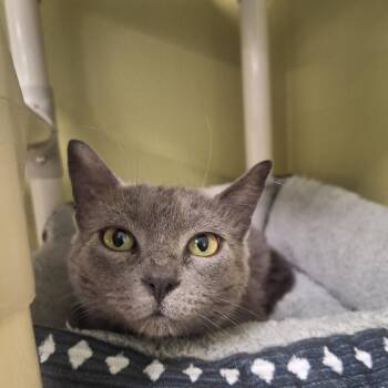 Domestic Short Hair Cats Available for Adoption in Attica, New York - Mandy | PetCurious