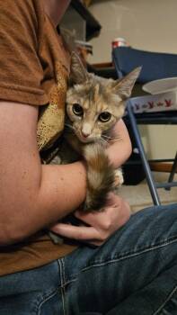Squeak -  Domestic Short Hair Cat for Adoption in Skippack, Pennsylvania - Squeak | PetCurious