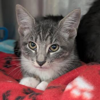 Video Only -  Domestic Short Hair Cat for Adoption in Seattle, Washington - Video Only | PetCurious