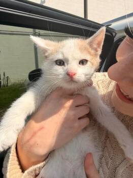 Domestic Short Hair Cats Available for Adoption in Grand Rapids, Michigan - Teddy | PetCurious