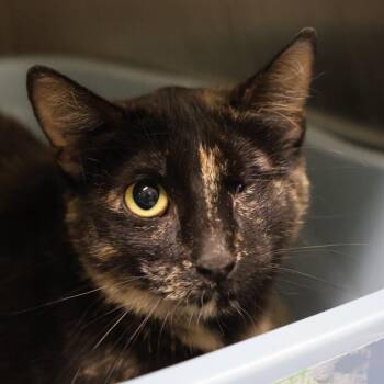 Georgette -  Domestic Short Hair Cat for Adoption in Briarcliff Manor, New York - Georgette | PetCurious