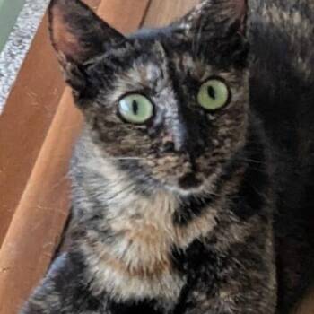 Phoebe from Friends -  Domestic Short Hair Cat for Adoption in Tampa, Florida - Phoebe From Friends | PetCurious