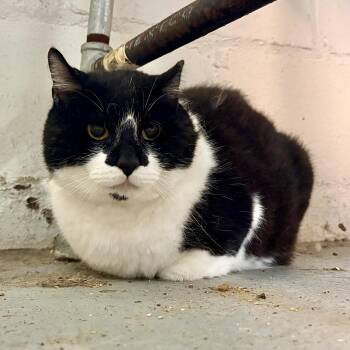 Domino -  Domestic Short Hair Cat Available for Adoption in Akron, Ohio - Domino | PetCurious