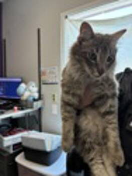 Simon -  Domestic Medium Hair Cat for Adoption in Salt Lake City, Utah - Simon | PetCurious